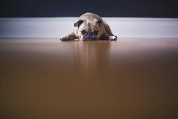 This dog shows a lack of motivation! Unsplash.com photo by Matthew Wiebe