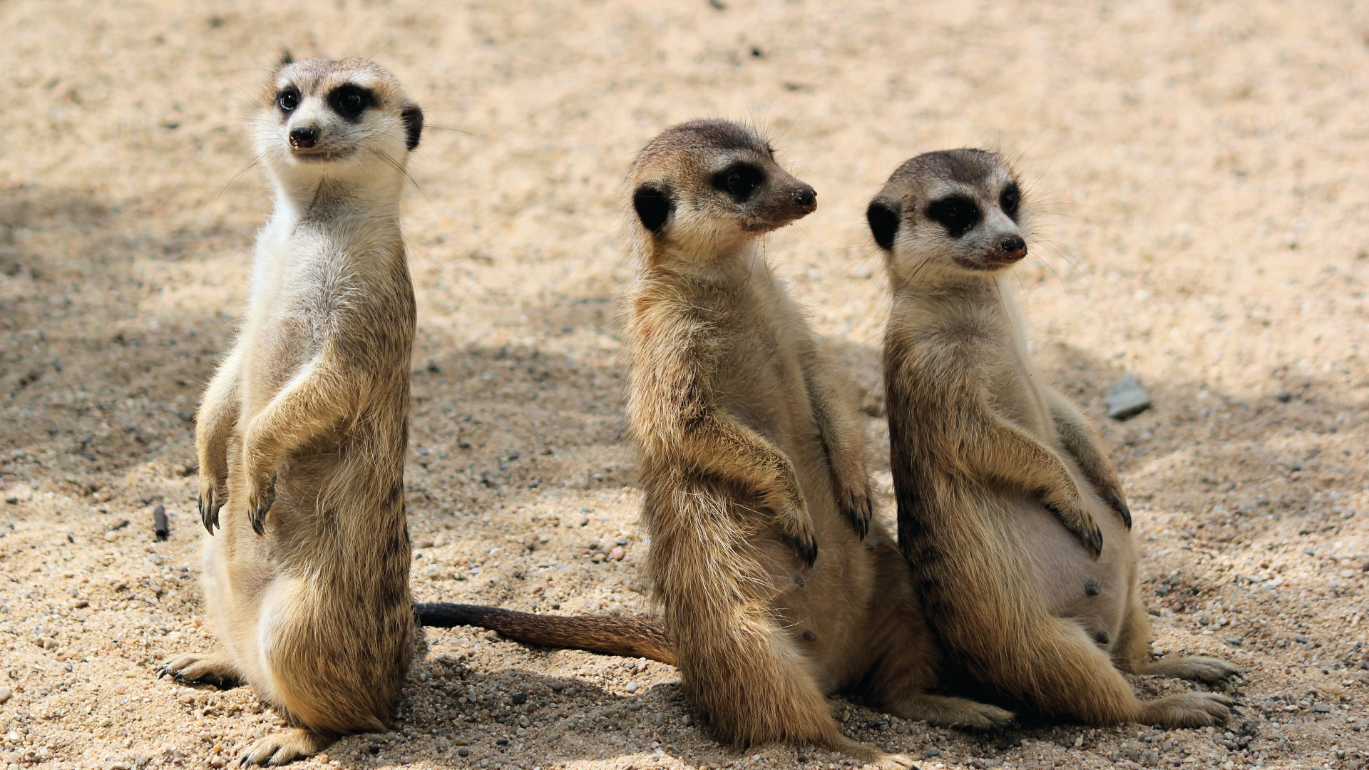 We’re looking for a few great entrepreneurs to join our group. Could YOU be the one? (Photo of 3 meerkats by Dušan veverkolog on Unsplash)